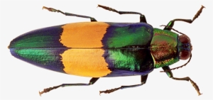 Colorful Insects Note Cards #901056