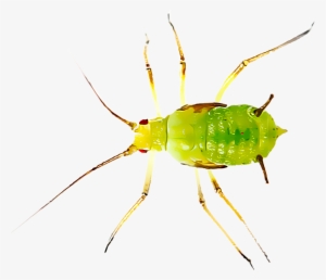 Aphids Are One Of The Most Common Insect Pests Found - Insect Aphids #901083
