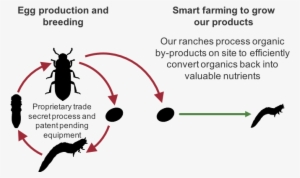 Mealworm Lifeycle - Mealworm #901111