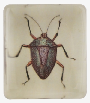 Insect - Longhorn Beetle #901142