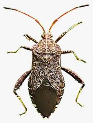 As Their Name Suggests, Squash Bugs Strike Summer And - Insect #901296