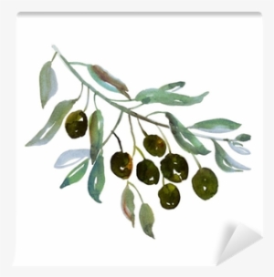 Olive Tree Branch On White Background Illustration - Olive Branch Watercolor Png #901324
