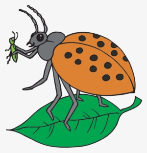 Lady Bug - Biological Illustration #901414