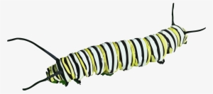 Caterpillar Clipart - Caterpillar Png #901470