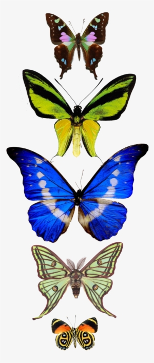 Luna Moth Actias Luna 2418825 #901506