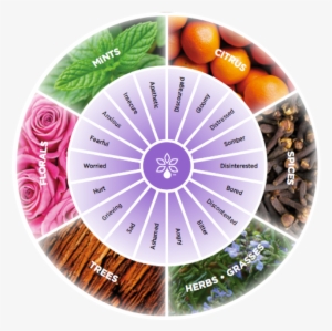 Untitled Design-2 - Emotional Touch Doterra Kit #901967