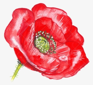 Hand Drawing Sketch Poppy Flower - Flor De Amapola Dibujo #902332