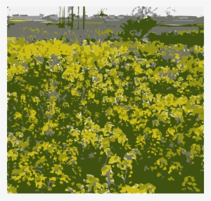 Rapeseed Clipart Canola Oil Field Mustard Rapeseed #903414