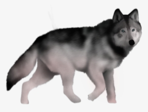 Lobo - Mackenzie River Husky #905435