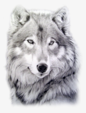 Cara Lobo Png - White Fang By Jack London 9781523779765 (paperback) #906064