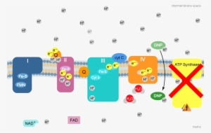 11 91k Oxpho Still Oxygen 17 Apr 2015 - Graphic Design #906085