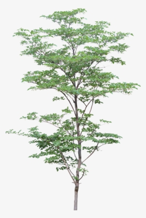 Png Watercolor Trees - Arbre Détouré Photoshop Gratuit #906275