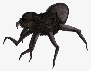 Araña Lobo - Wolf #906529