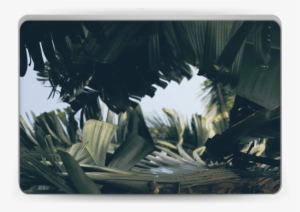Tropical Leaves - Macbook #907126