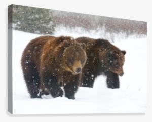 A Pair Of Adult Brown Bears Walk Through Falling Snow #908510