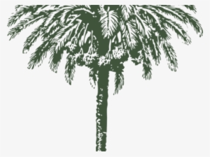 Date Palm Clipart Arabian - Date Palm Tree Drawing #908844