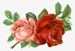Red And Black Gradient French Floral Frame Png Picture, - Old Rose Informant By Brent C Dickerson #909021