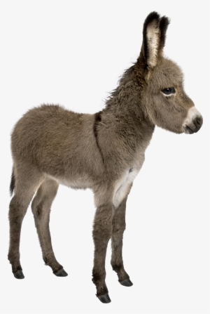 Donkey Png Pic #909610