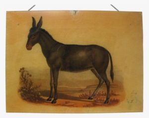 Mustang Horse #909746