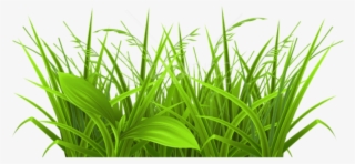 Free Png Download Decorative Grass Png Images Background - Grass Clipart #9000211