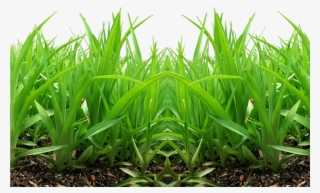 Grass Png Images, Pictures - Grass Png For Picsart #9000267