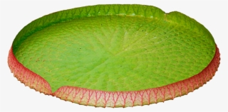 Lily Pad Png - Water Lily #9000744