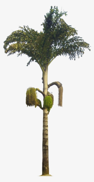 Caryota Urens - Caryota Urens Png #9001603