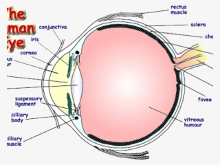 Drawn Eyeball Human Eye - Eye #9003382