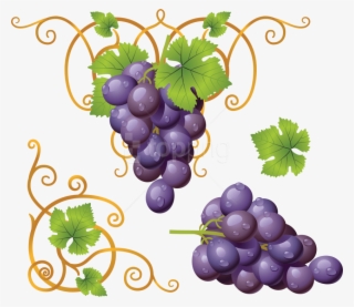 Free Png Download Grapes Clipart Png Photo Png Images - Clipart Grapes Png #9004338