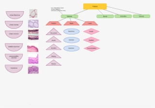 Tissues And Epithelial Tissues #9004371