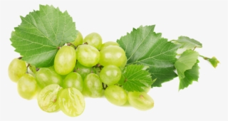 Grape - Seedless Fruit #9004373