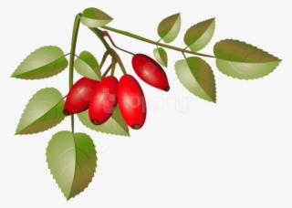 Free Png Brier Bush With Ripe Fruits Branch Png Png - Clip Art #9004903