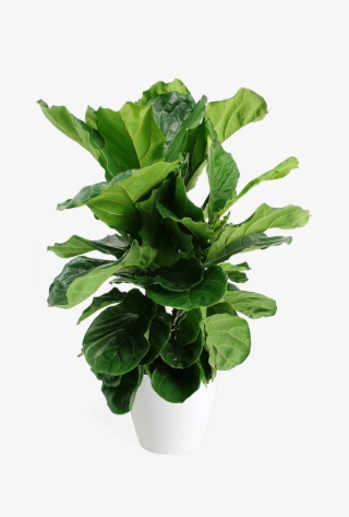 Ficus Lyrata Small Bush - Ficus Lyrata Bush #9004935