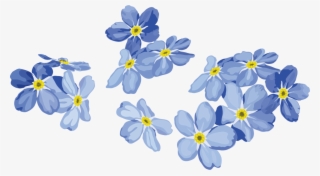 Forget Me Not Png Image Background - Vector Png Flower Png #9005312