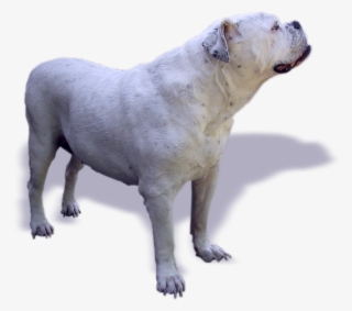 Dog, Bulldog, Oldebulldog, Old English Bulldog - Dogo Argentino Png #9005392