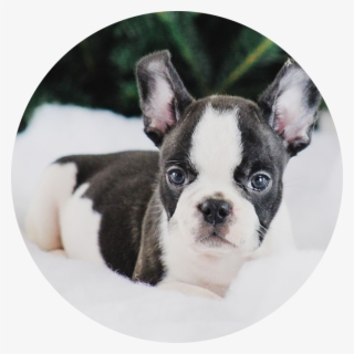 Boston Terrier #9005719