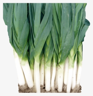 Leeks - Welsh Onion #9006137