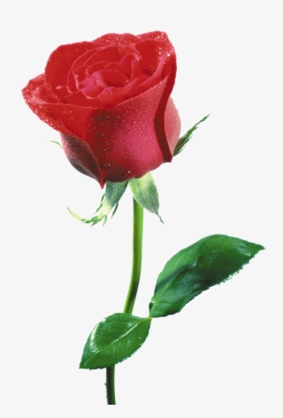 Rose Png, Download Png Image With Transparent Background, - Flor De Una Rosa #9007358