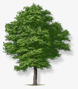 Tree Height - Tree Png #9007362