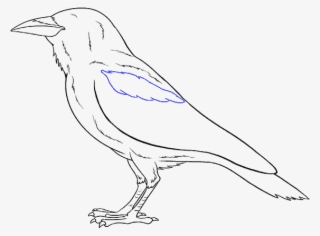 How To Draw Raven - Old World Flycatcher #9007405