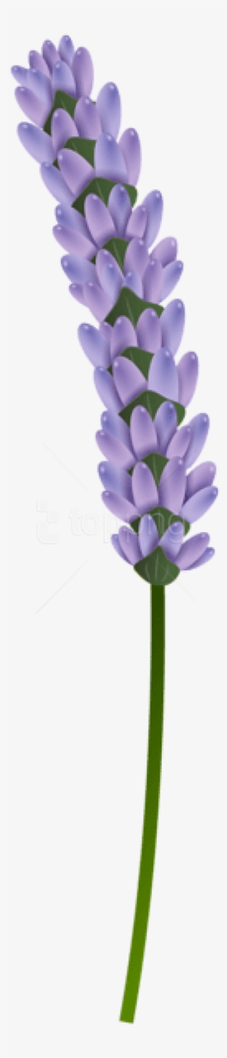 Free Png Download Lavender Transparent Png Images Background - Lavender Flower Transparent Background #9008067