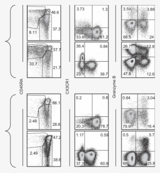 Summarizing Phenotypic Comparison Of Pb And Ln Derived - Drawing #9009035