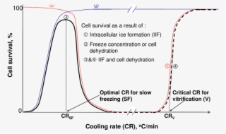 Cell Survival As A Function Of Cooling Rate Due To - Freezing Curve Vitrification Slow #9009540