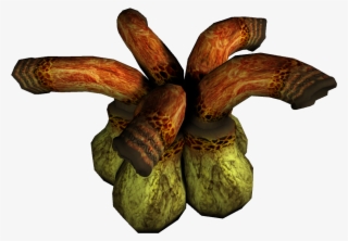 Ropa - Gourd #9011865