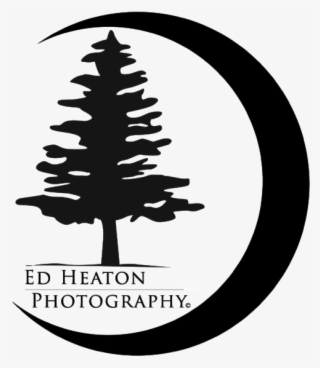 Dadslogofinal-01 - Christmas Tree #9012440