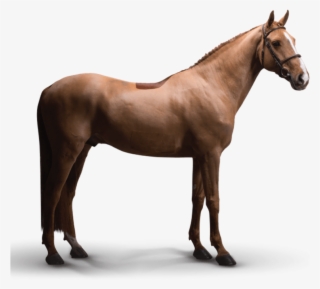 Icarus - Pferde Dunkelfuchs Mit Heller Mähne #9013537