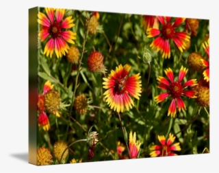 650 X 513 3 - Indian Blanket #9016761