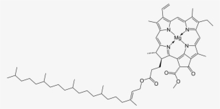 Imagen Modificada De "esqueleto En 2d De La Clorofila\ - Structure Of Chlorophyll B #9016793