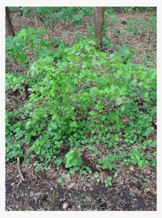 This Free Icons Png Design Of Lichtscheid Forest Again #9016945