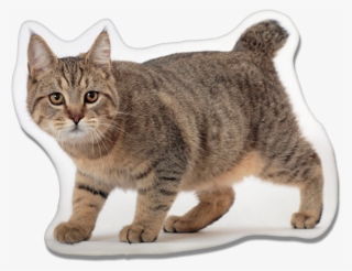 Pixie-bob Cat Pillow #9018032 Pixie-bob Cat Pillow #9018032